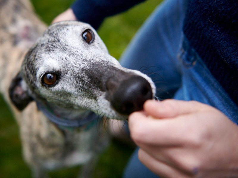 Galgoleku busca familias de acogida para galgos en&nbsp;Navarra